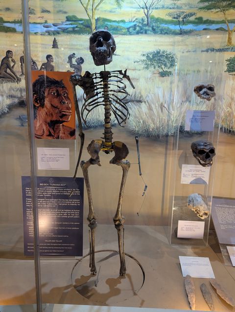 Turkana Boy